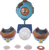 Giant Eye Model Pharmaceutical and Anatomical Model Gifts